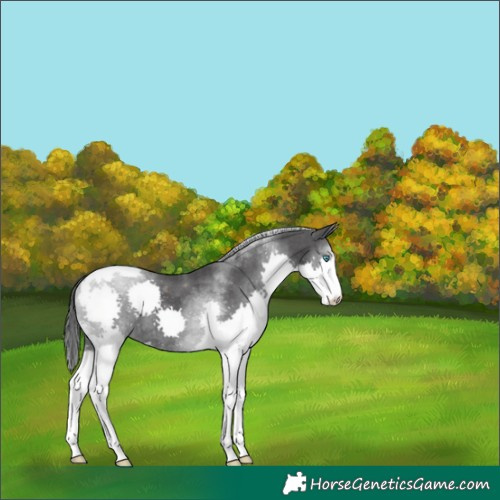 Horse Color:Black Merle Splash Tobiano 