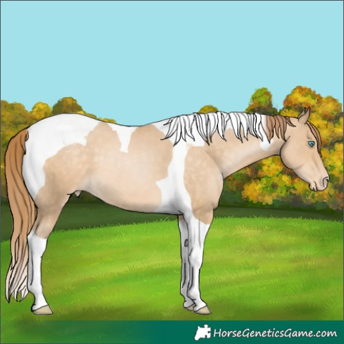 Horse Color:Buckskin Pearl Tobiano Appaloosa