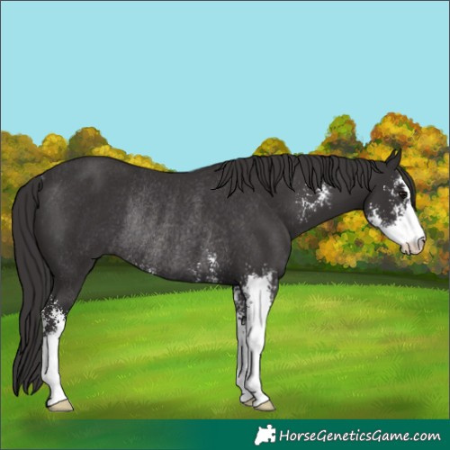 Horse Color:Smoky Black Sabino Rabicano 
