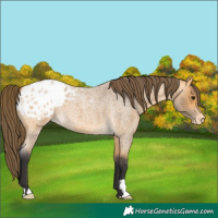 Horse Color:Buckskin Roan Varnish 