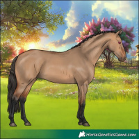 Horse Color:Bay Dun