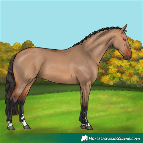 Horse Color:Bay Dun