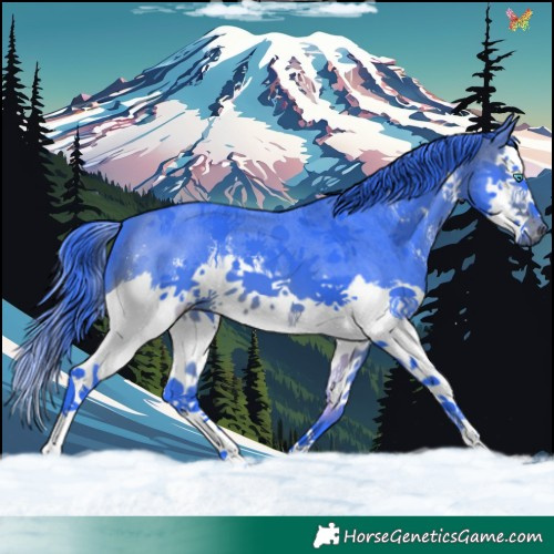 Horse Color:Watercolor Brown Sabino Splash 