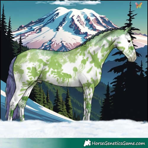Horse Color:Painted Watercolor Grullo Sabino Splash 