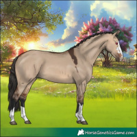 Horse Color:Bay Dun 