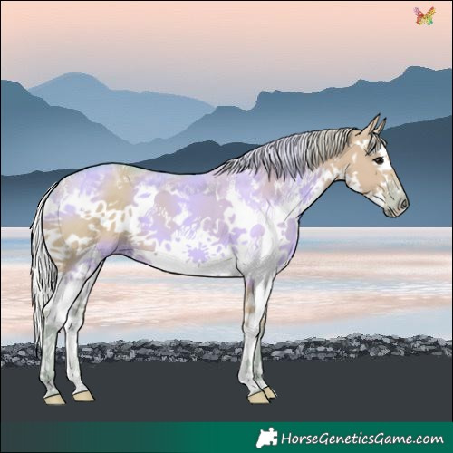 Horse Color:Watercolor Silver Grullo Sabino Splash 