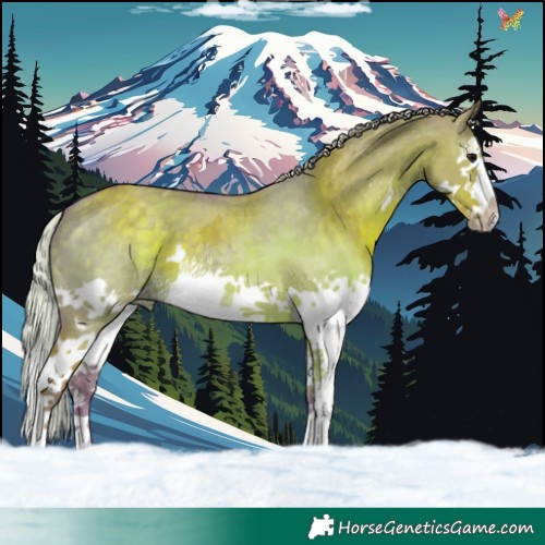 Horse Color:Watercolor Silver Grullo Sabino Splash 