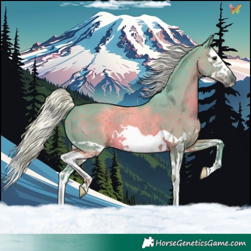 Horse Color:Watercolor Silver Black Splash