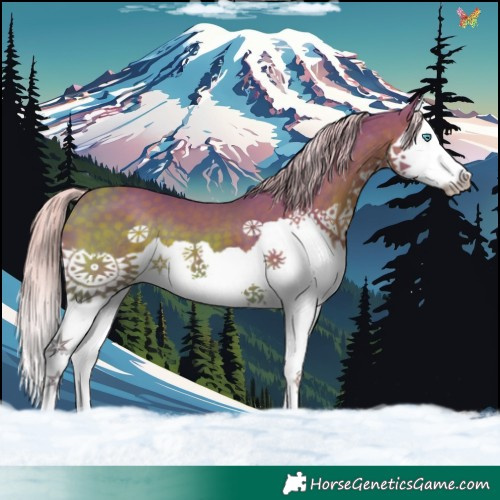 Horse Color:Watercolor Silver Black Splash 