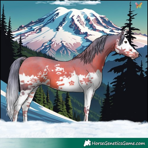 Horse Color:Watercolor Liver Chestnut Splash 