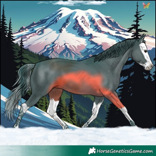 Horse Color:Watercolor Black Splash 