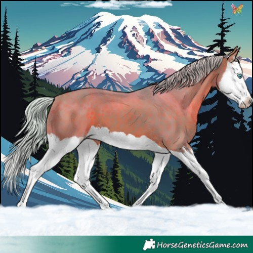 Horse Color:Watercolor Silver Brown Splash 
