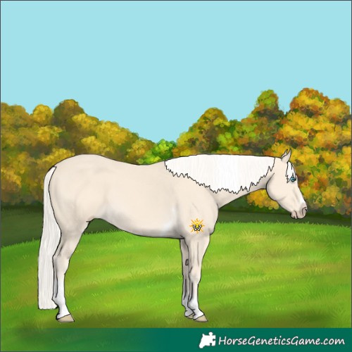 Horse Color:Cremello Tobiano Frame