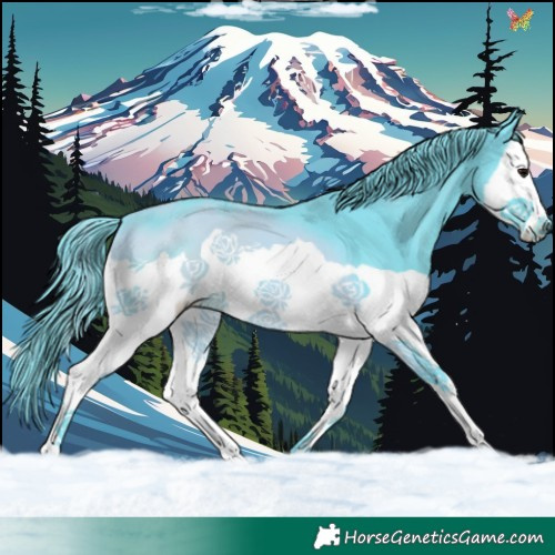 Horse Color:Watercolor Black Splash 