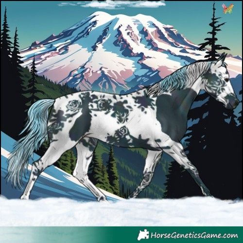 Horse Color:Watercolor Midnight Black Splash Tobiano