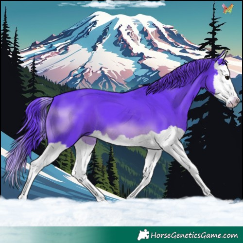 Horse Color:Watercolor Black Splash 