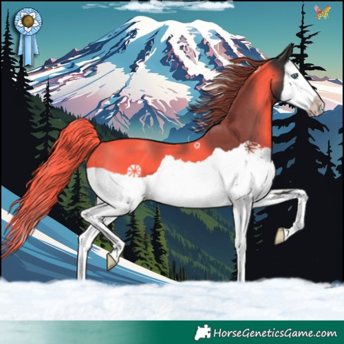 Horse Color:Liver Chestnut Splash 