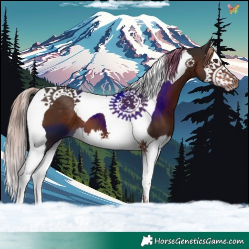 Horse Color:Liver Chestnut Splash Tobiano