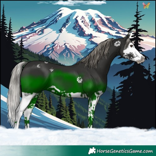 Horse Color:Liver Chestnut Splash 