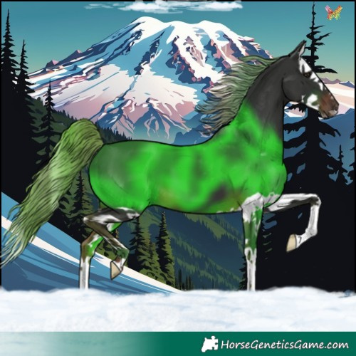 Horse Color:Liver Chestnut Splash 