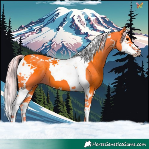 Horse Color:Watercolor Liver Chestnut Splash Tobiano