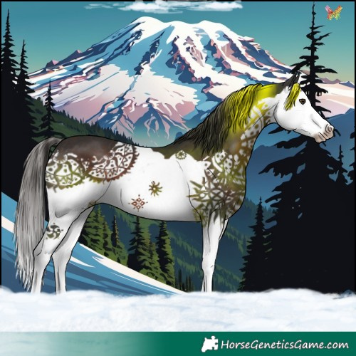 Horse Color:Liver Chestnut Splash 