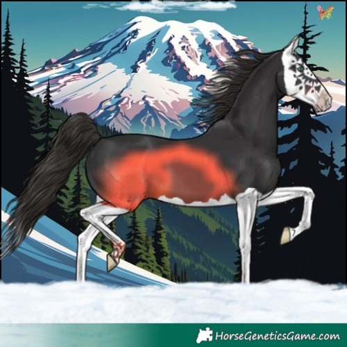 Horse Color:Liver Chestnut Splash