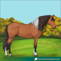 Horse Color:Bay Tobiano 