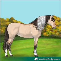Horse Color:Bay Dun Tobiano