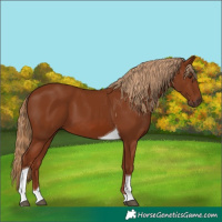 Horse Color:Chestnut Tobiano