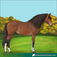 Horse Color:Bay Tobiano