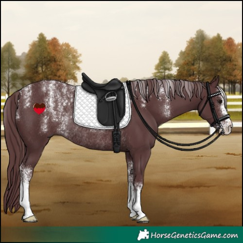 Horse Color:Powder White Chocolate Black Rabicano 