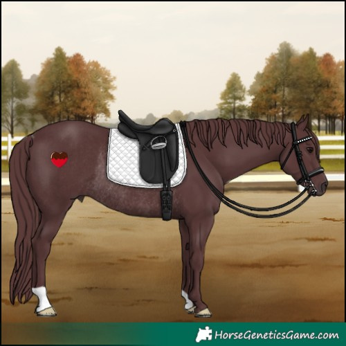 Horse Color:Chocolate Black Rabicano 