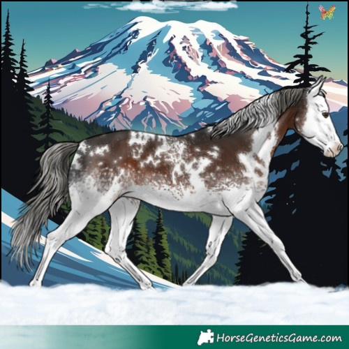 Horse Color:White Spotted Liver Chestnut Mushroom Splash 