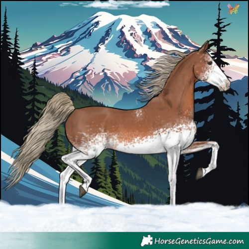 Horse Color:White Spotted Chestnut Mushroom
