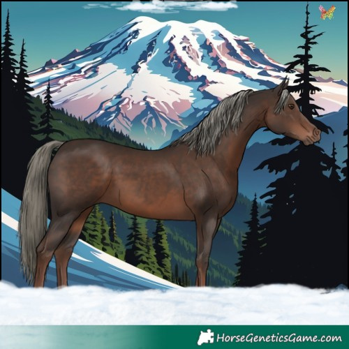 Horse Color:Liver Chestnut Mushroom 
