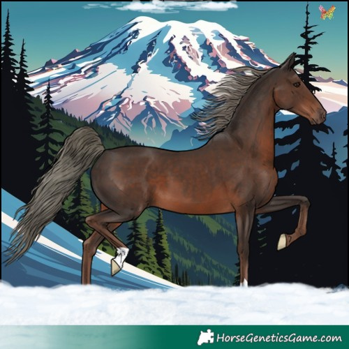 Horse Color:Liver Chestnut Mushroom 