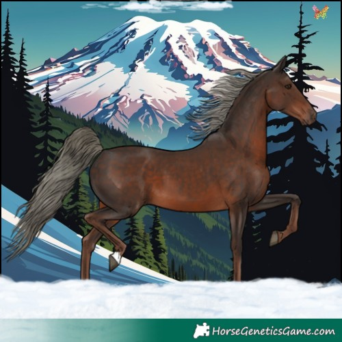 Horse Color:Liver Chestnut Mushroom