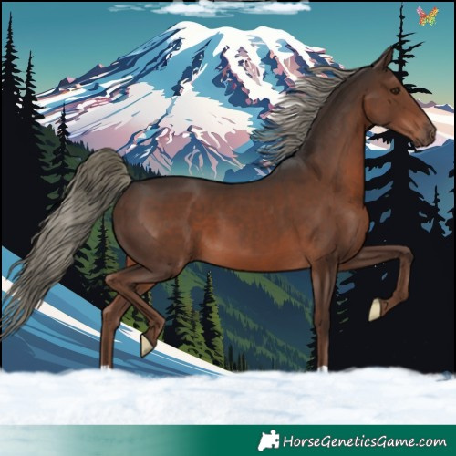 Horse Color:Liver Chestnut Mushroom 