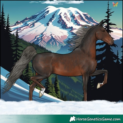 Horse Color:Liver Chestnut Mushroom