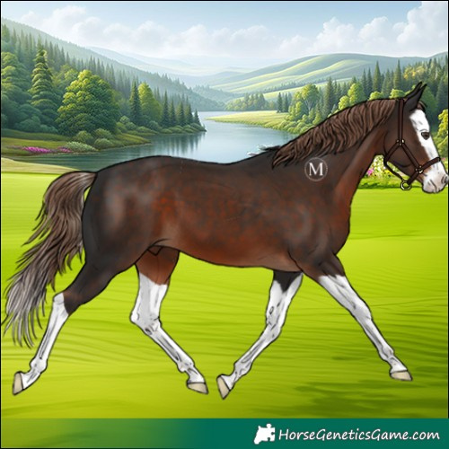 Horse Color:Liver Chestnut Splash 