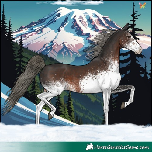 Horse Color:White Spotted Liver Chestnut Mushroom 