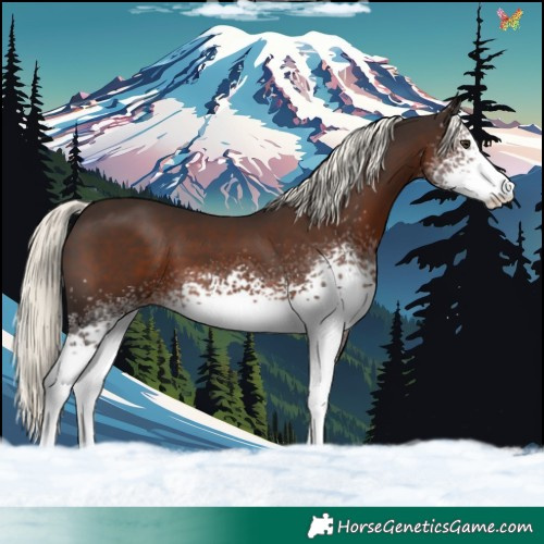 Horse Color:White Spotted Liver Chestnut Mushroom 