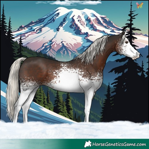 Horse Color:White Spotted Liver Chestnut Mushroom