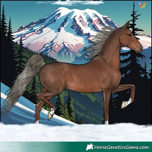 Horse Color:Liver Chestnut Mushroom 