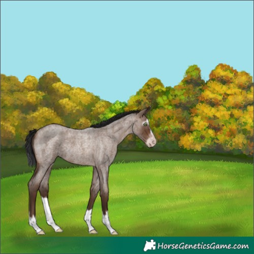 Horse Color:Gray Sable Champagne Roan Splash Rabicano 