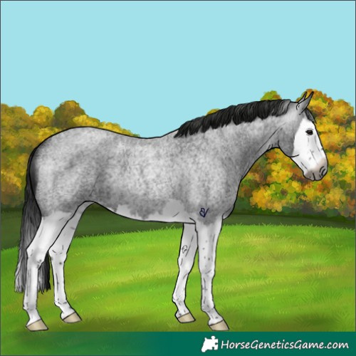 Horse Color:Gray Brown Roan Splash Rabicano 