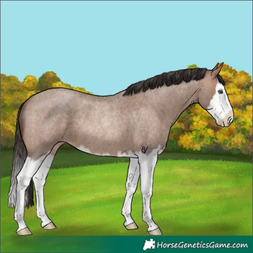 Horse Color:Sable Champagne Roan Splash Rabicano 