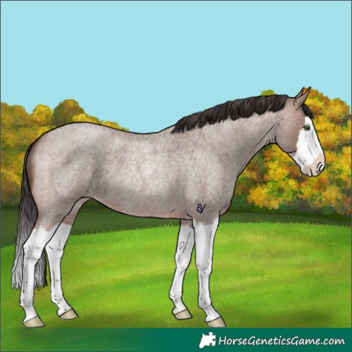 Horse Color:Sable Champagne Roan Splash Rabicano 