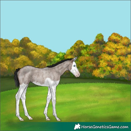 Horse Color:Gray Sable Champagne Roan Splash Rabicano 